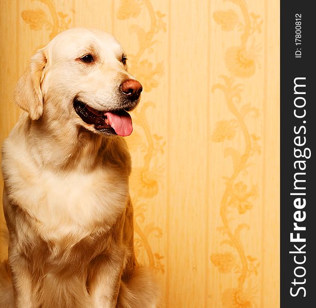 Beautiful golden retriever dog photographed at home