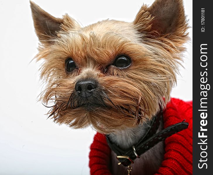 Puppy yorkshire terrier on the white background