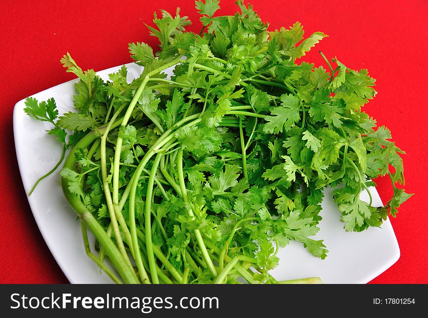 Asian Parsley, one kind of Thai herb