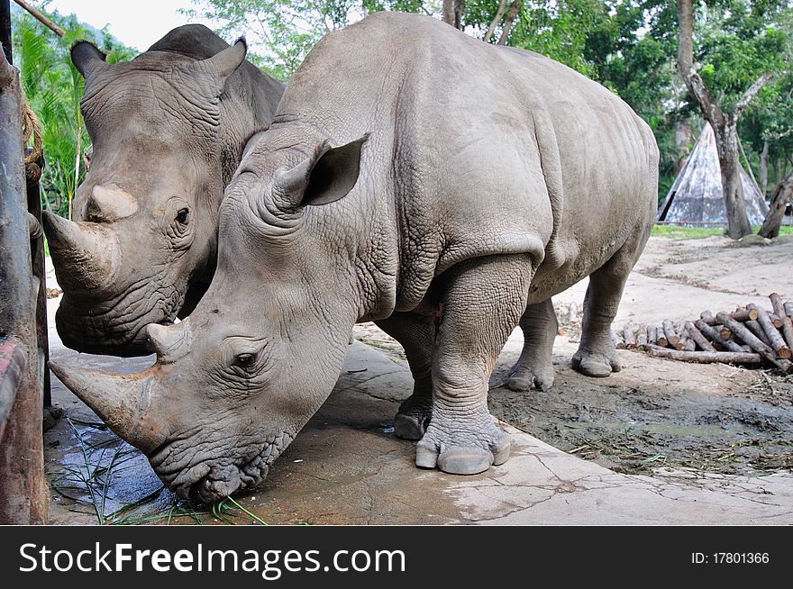 Two rhinos in the zoo, Thailand. Two rhinos in the zoo, Thailand