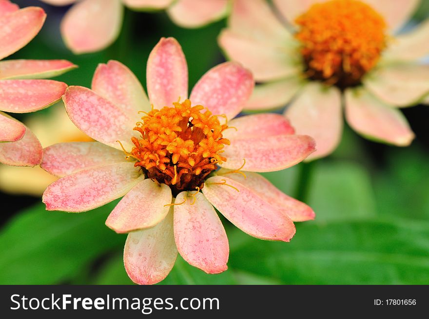 Close up of pink flower in the garden