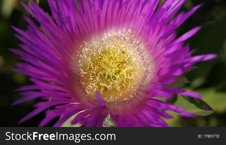 Purple Flower 1