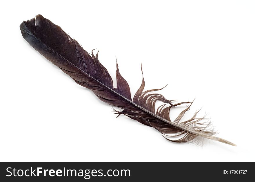 Uncombed bird's feather on a white background