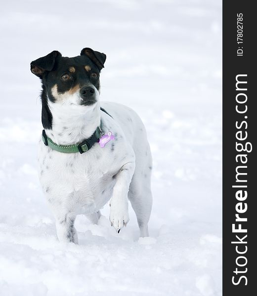 White dog standing in the snow with one paw lifted up. White dog standing in the snow with one paw lifted up