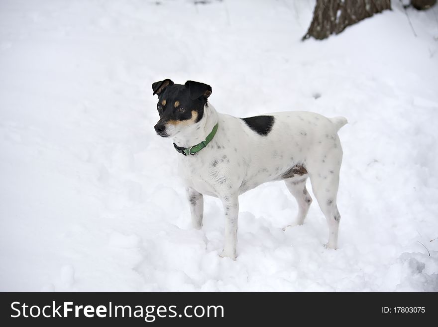 White dog with black face standing in the snow. White dog with black face standing in the snow