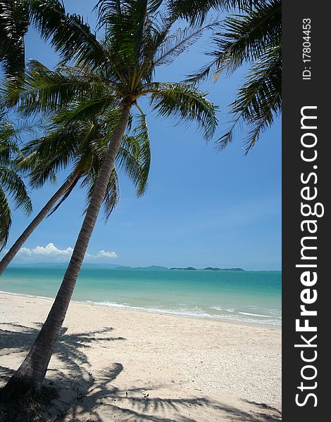 Perfect tropical white sand beach with palm trees foreground.