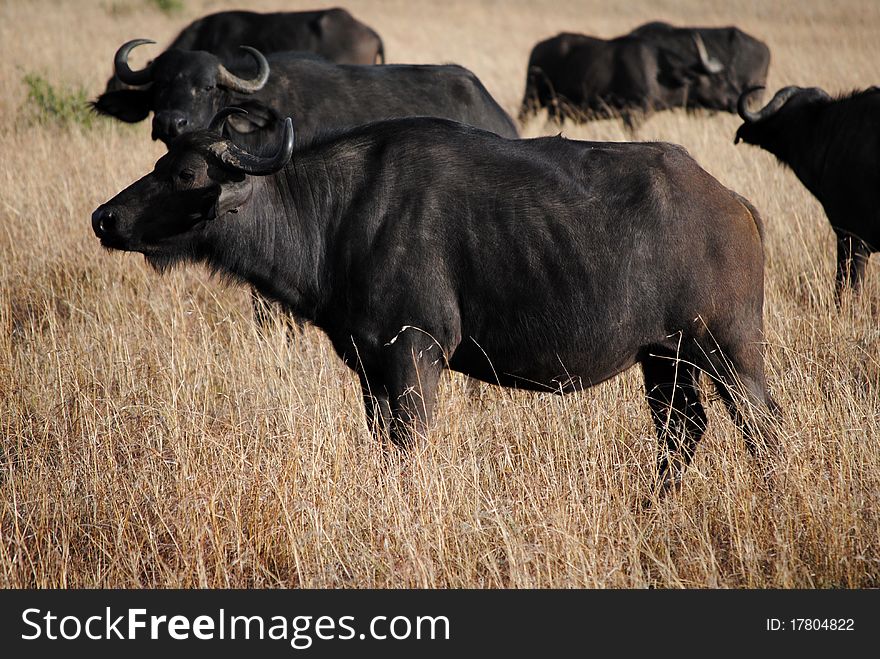 Buffalo herd in Masai Mara, Kenia, Africa. This one is seen from lateral view. Buffalo herd in Masai Mara, Kenia, Africa. This one is seen from lateral view