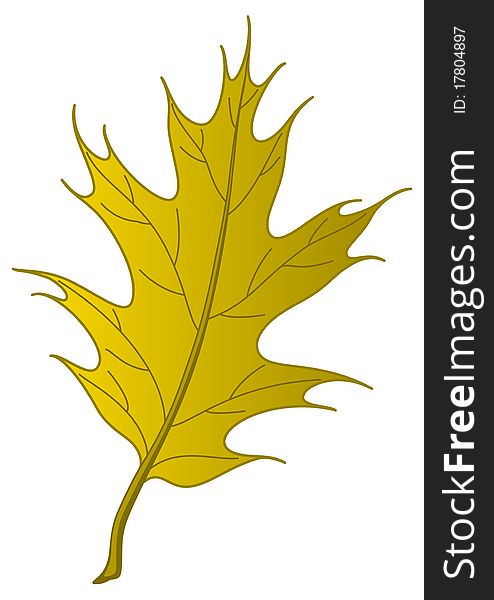 Leaf of an autumn tree oak Iberian, nature object, , isolated. Leaf of an autumn tree oak Iberian, nature object, , isolated