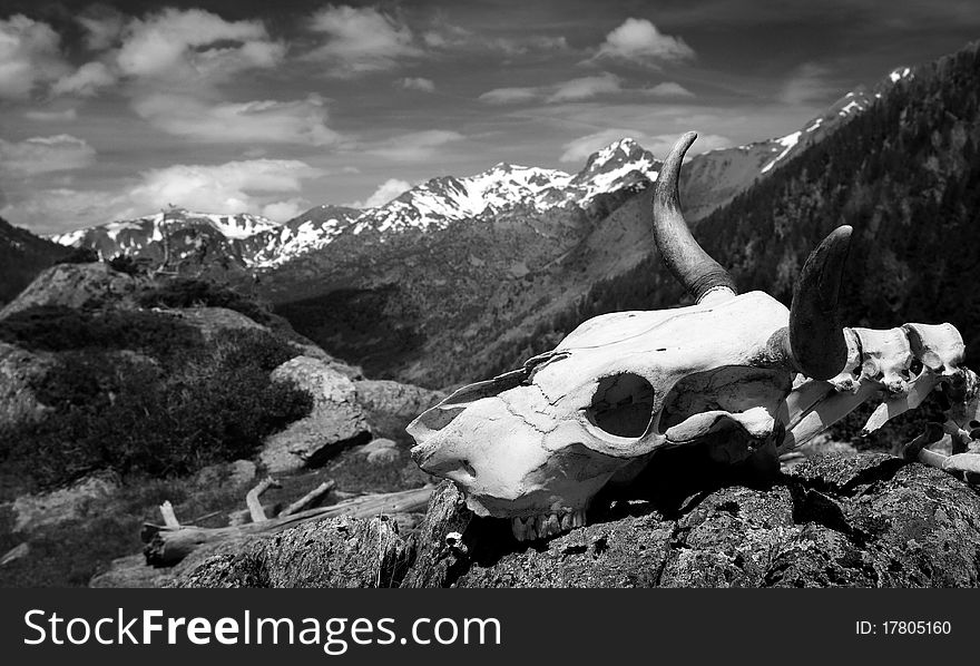 Lost animal bones in the middle of the mountains in Spain. Lost animal bones in the middle of the mountains in Spain