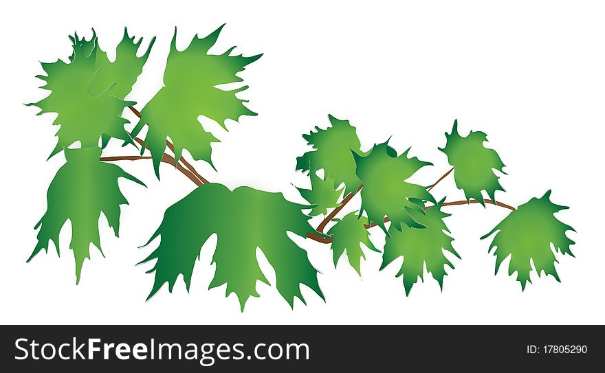 Branch maple