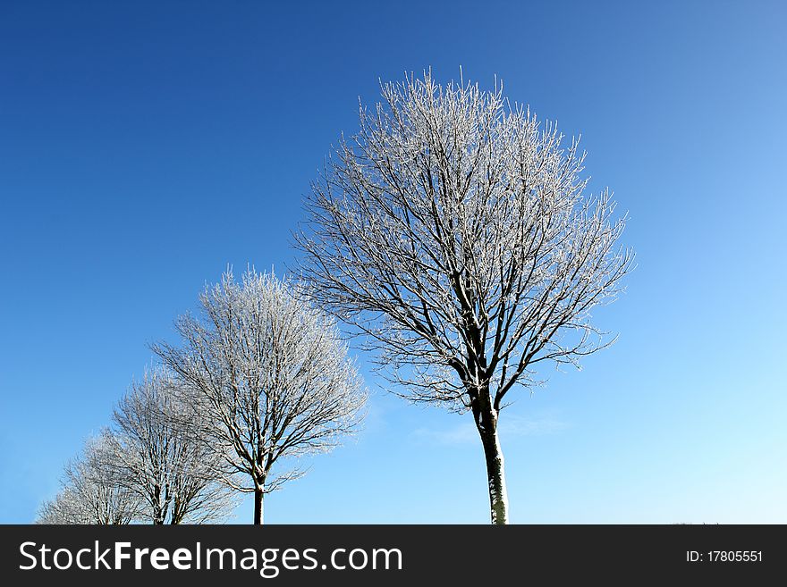 Trees in winter on a sunny day. Trees in winter on a sunny day