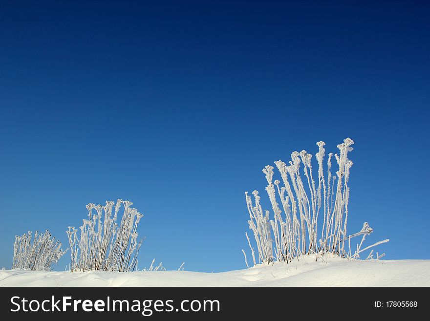 Frozen shrub on a sunny winter day