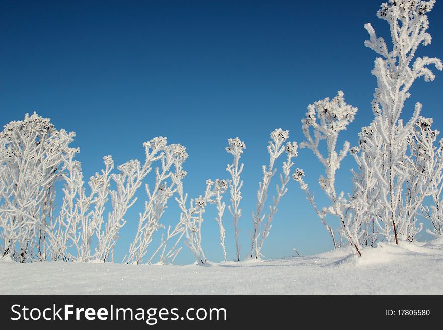 Frozen shrub on a sunny winter day