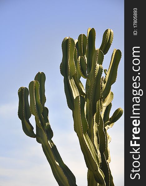 Succulent plant in a garden in south of Italy. Succulent plant in a garden in south of Italy