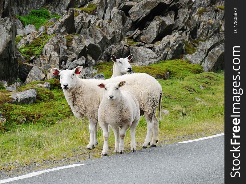 A few alerted sheep are standing between the asphalt road and moss-grown rocks. A few alerted sheep are standing between the asphalt road and moss-grown rocks.