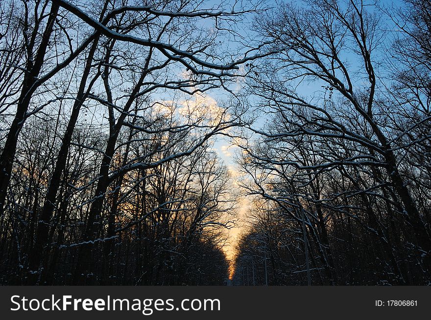 Winter Forest At Sunset