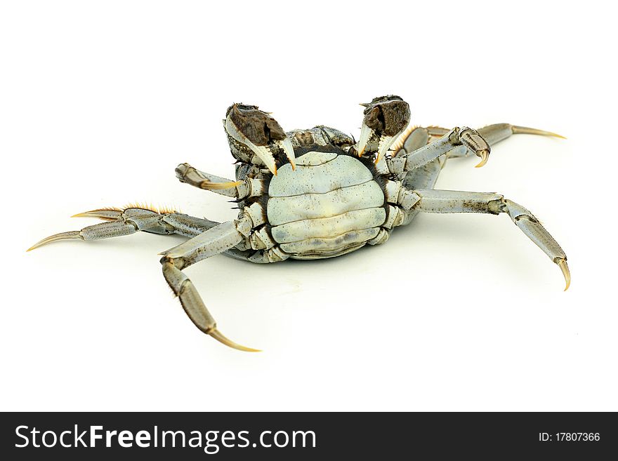 Crab isolated in white background