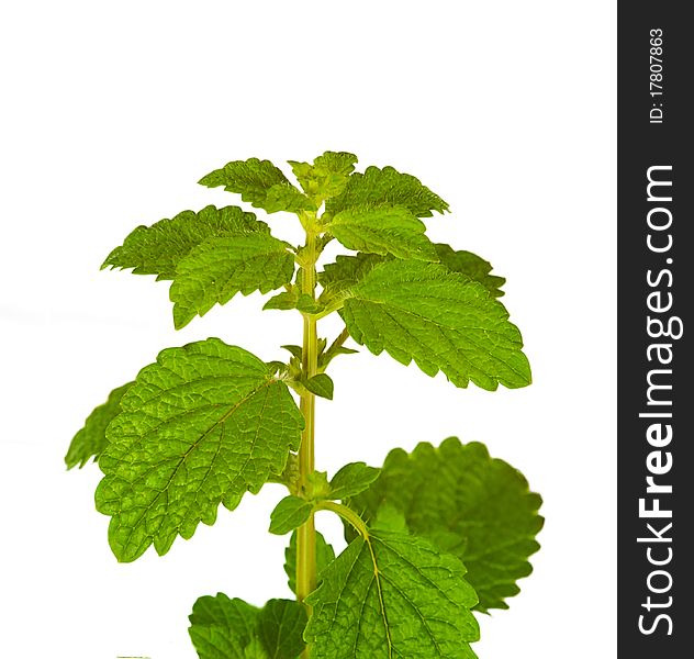 Fresh Mint leaves, isolated on the white background