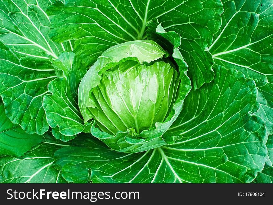 Fresh Green Cabbage Closeup