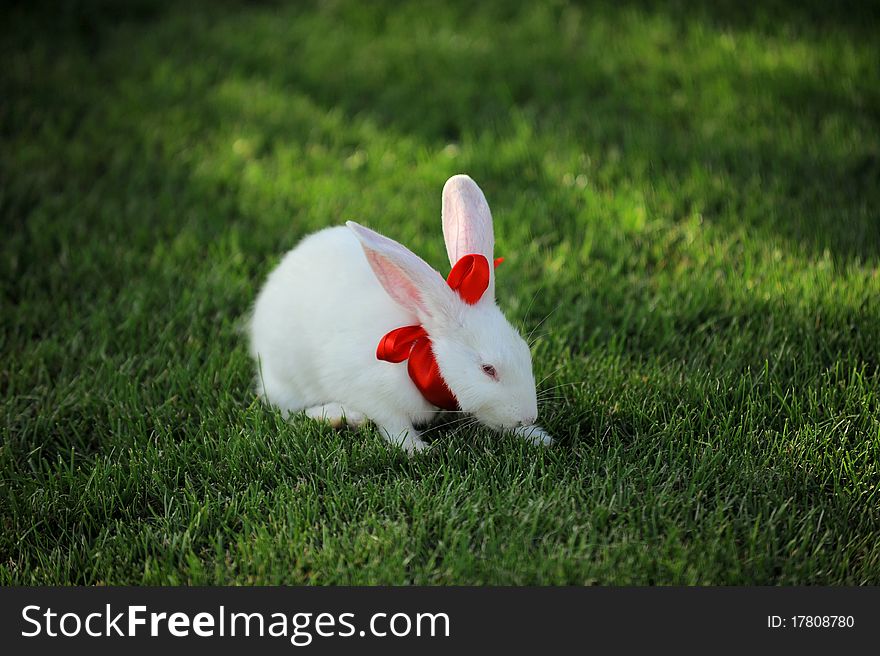 Cute white rabbit sitting on grass