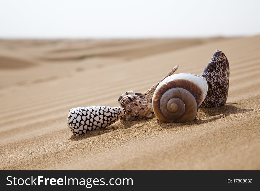 Beautiful shells over the sand