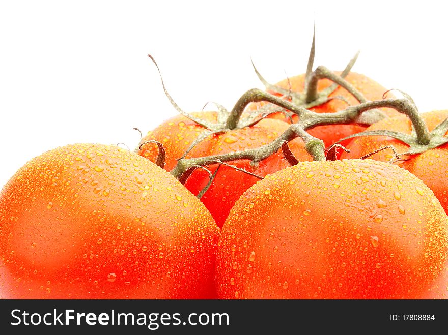 Tomatoes Covered With Dew