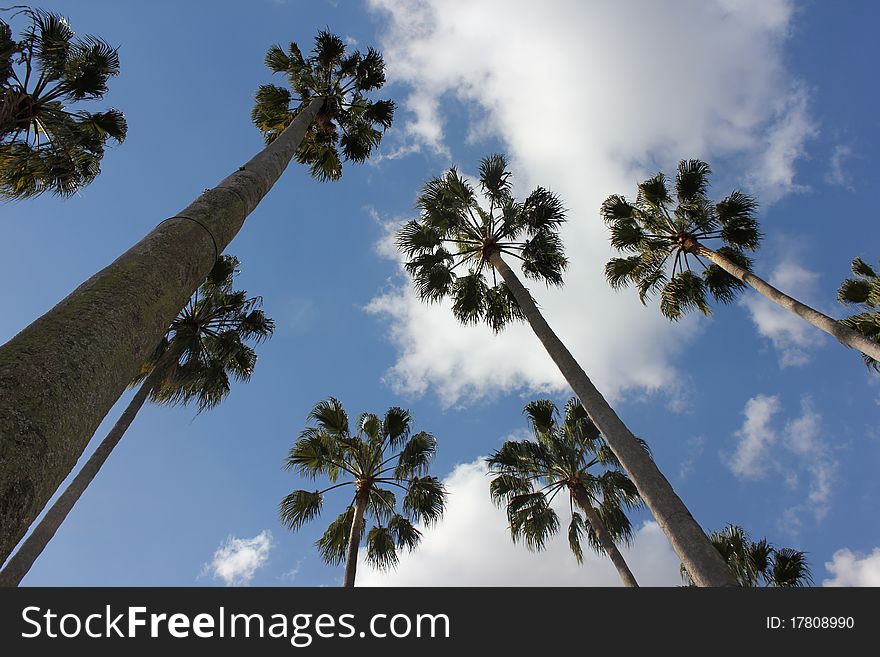 Palm trees against the sky and clouds