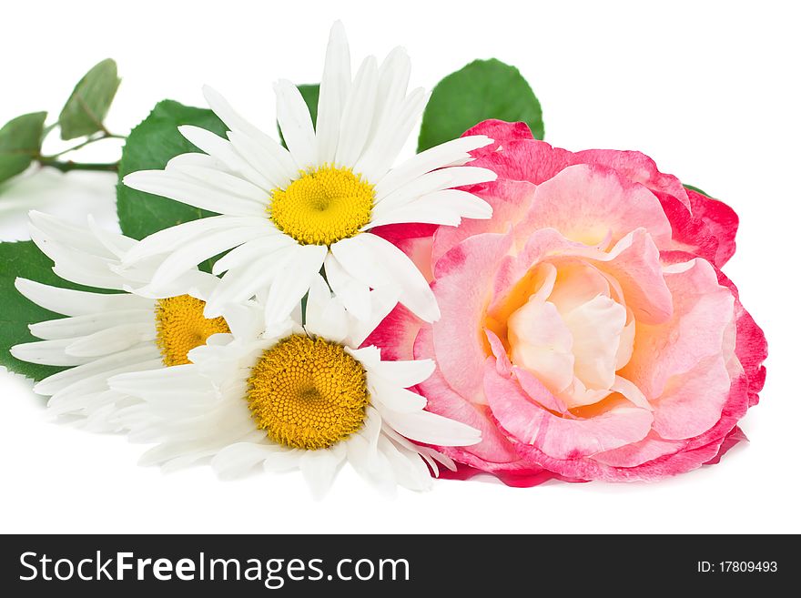 Roses and daisies isolated on white