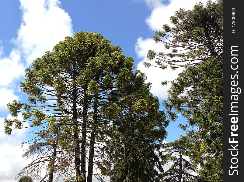 The Sky, Clouds, Plants, Trees, Branches, Greens,