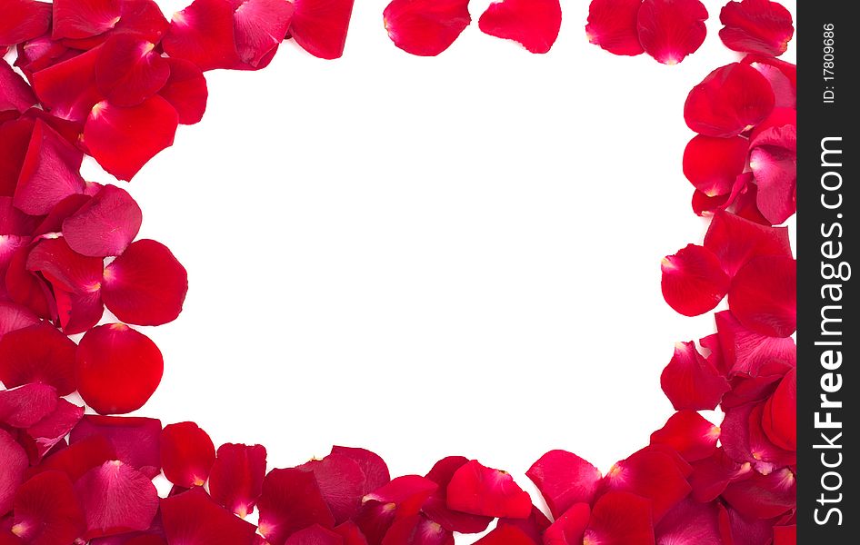 Red Rose Petals On White