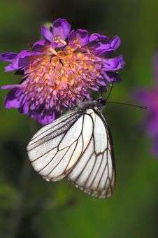 Black-veined White Royalty Free Stock Photos Black-veined White Royalty Free Stock Photos