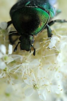 Rose Chafer Royalty Free Stock Images Rose Chafer Royalty Free Stock Images