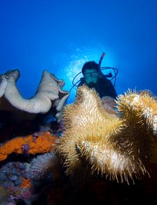Diver By Coral Reef Royalty Free Stock Photography Diver By Coral Reef Royalty Free Stock Photography