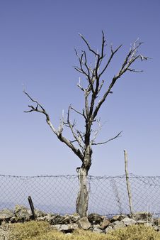 Tree Stock Photo Tree Stock Photo
