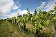 Rows Of Grapevines Royalty Free Stock Images Rows Of Grapevines Royalty Free Stock Images