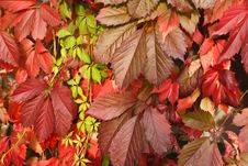Leaves Of Wild Grapes Stock Photography Leaves Of Wild Grapes Stock Photography