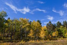 Wisping Aspens And Blue Skies Stock Photos Wisping Aspens And Blue Skies Stock Photos