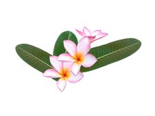Pink Frangipani Bundle Stock Photo Pink Frangipani Bundle Stock Photo