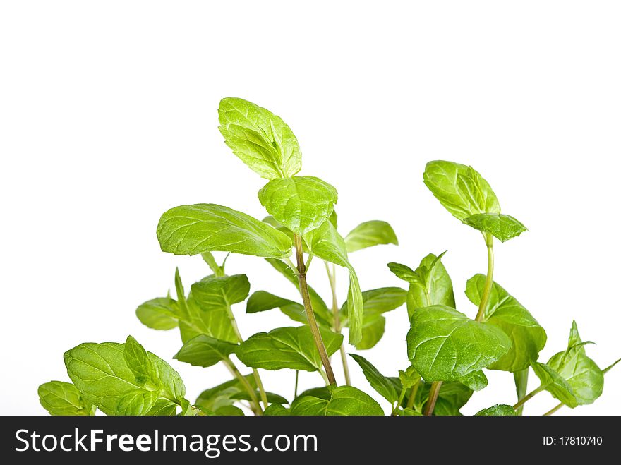 Green plant on white background