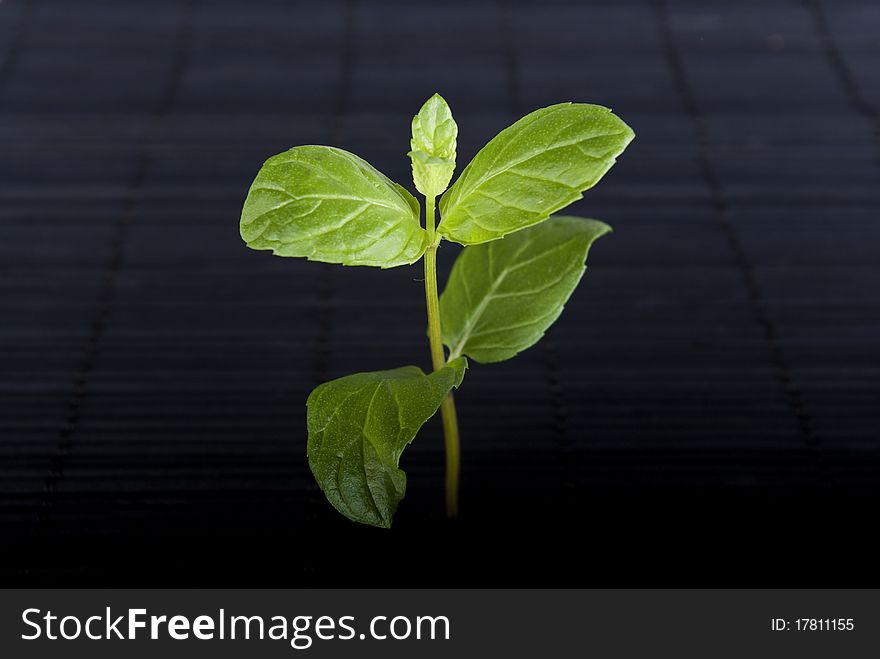 Green plant on black background