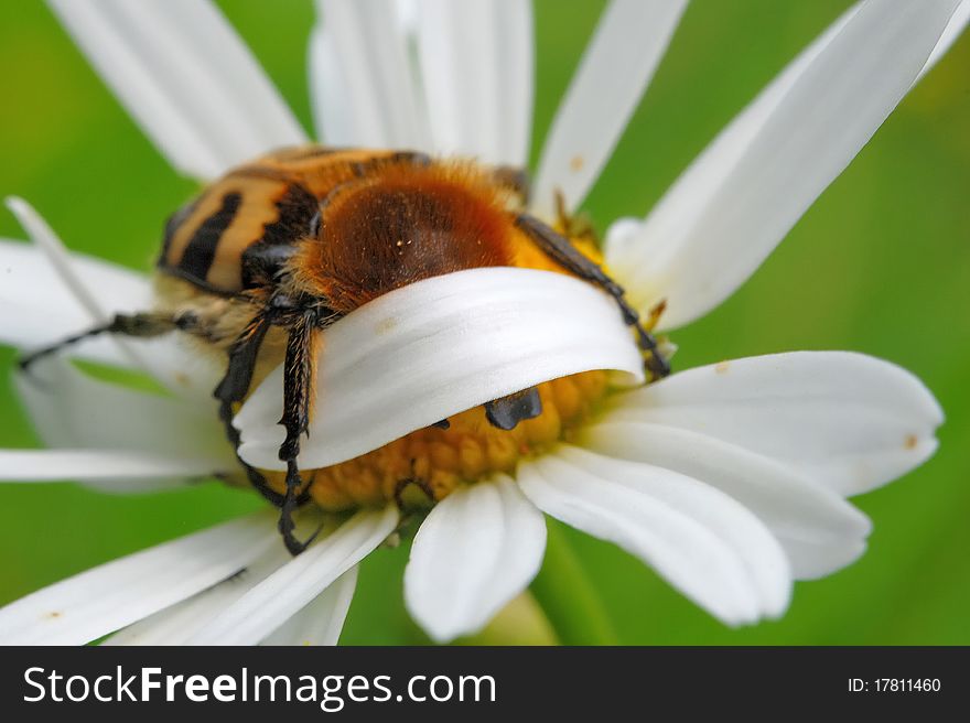 A shamefaced bee beetle on daisy flower