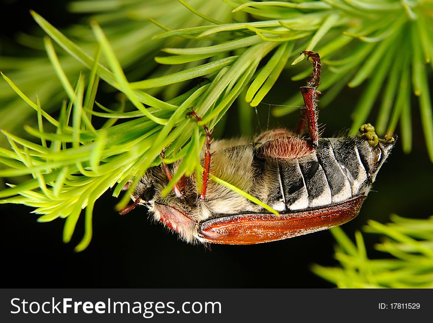 Chestnut cockchafer, eating and shiting on larch