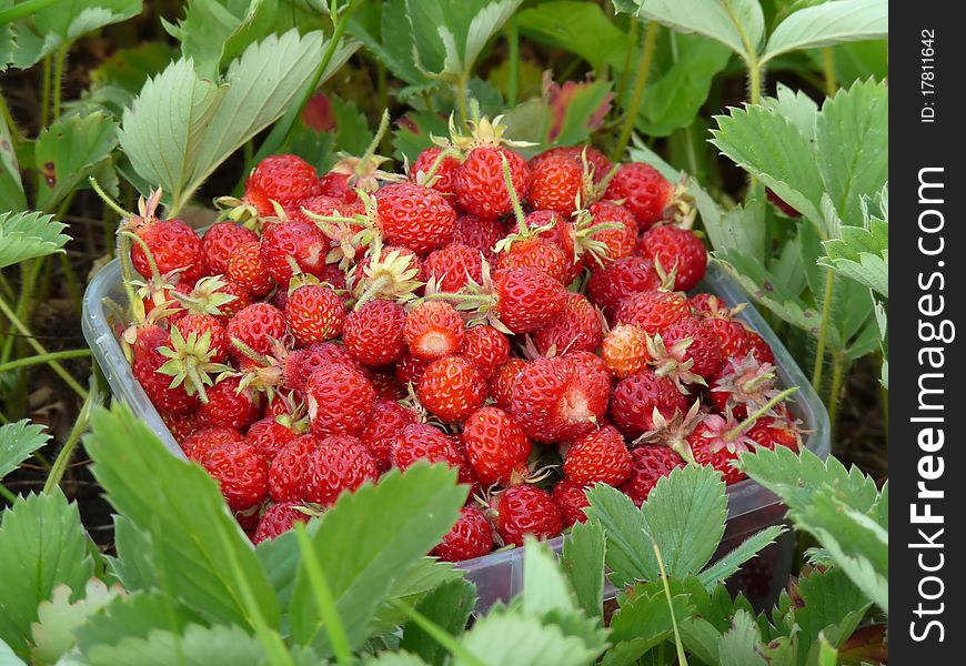 Ripe strawberries in basket on a background of green leaves