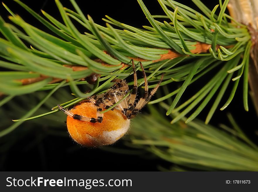 European garden spider (Araneus diadematus)