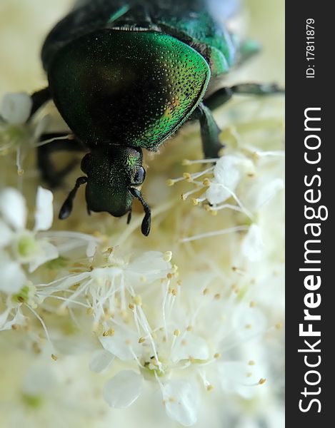 Rose chafer (Cetonia aurata) on filipendula flowers