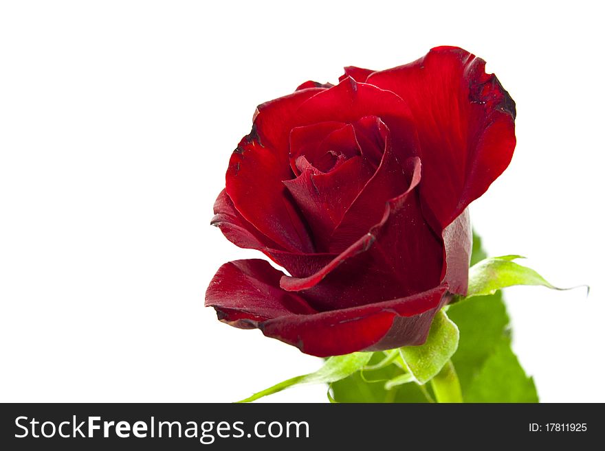 Red rose on white background with green leaves isolated