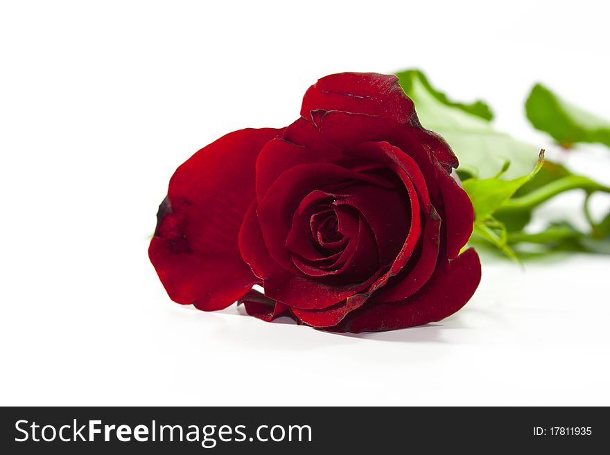 Red rose on white background with green leaves isolated
