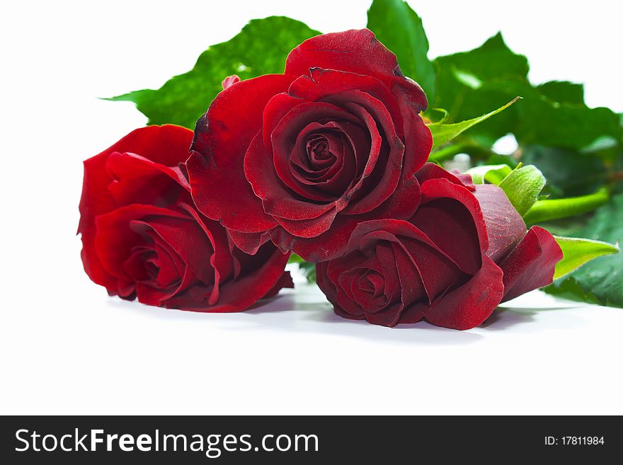 Red roses isolated on white background with green leaves.