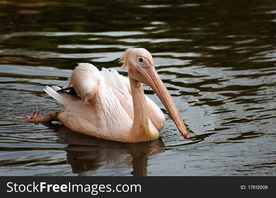 Portrait of a beautiful Rosy Pelican swimming in a lake