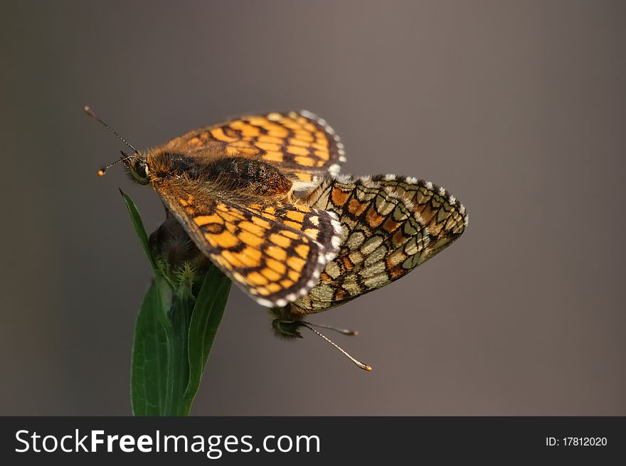 Mating small pearl-bordered fritillary butterflies